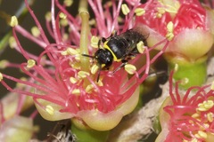 Hylaeus bituberculatus