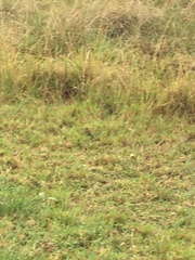 Granatina ianthinogaster