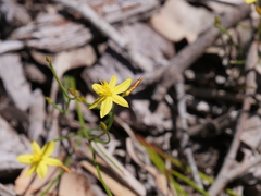 Tricoryne elatior