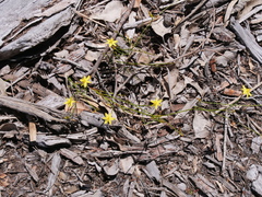 Tricoryne elatior