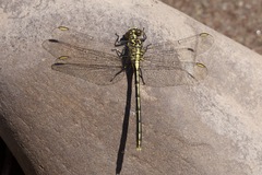 Austrogomphus guerini