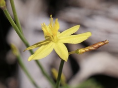 Tricoryne elatior