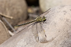 Austrogomphus guerini