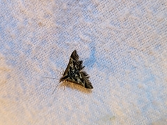 Diasemia grammalis