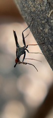 Neriidae