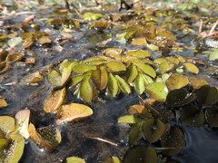 Salvinia