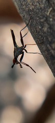 Neriidae