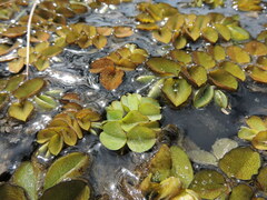 Salvinia
