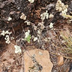 Notholaena standleyi