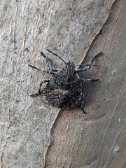 Brochymena