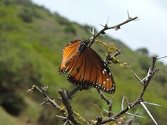 Danaus eresimus montezuma