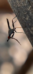 Neriidae
