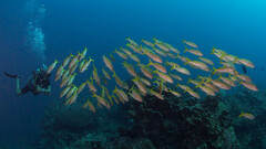 Mulloidichthys vanicolensis