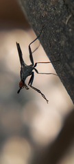 Neriidae
