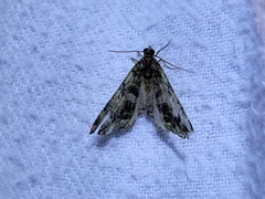 Austrocidaria similata