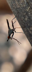 Neriidae