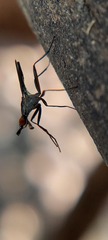 Neriidae