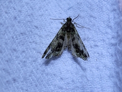 Austrocidaria similata