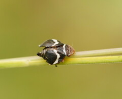 Bathyllus albicinctus