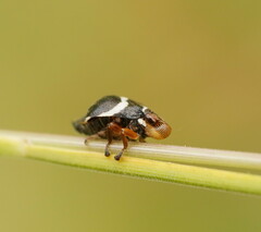 Bathyllus albicinctus
