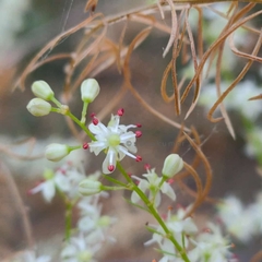Asparagus racemosus
