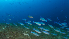 Caesio varilineata
