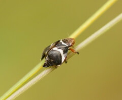 Bathyllus albicinctus