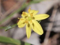 Tricoryne humilis