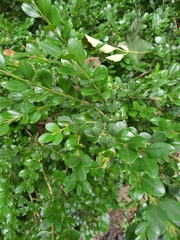 Buxus