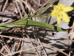 Tricoryne humilis