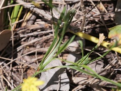 Tricoryne humilis