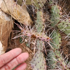 Opuntia tortispina