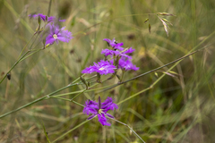 Thysanotus tuberosus