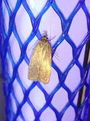 Psilocorsis reflexella