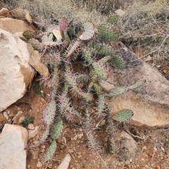 Opuntia tortispina