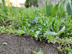 Anchusa arvensis