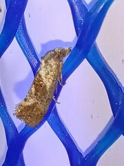 Pelochrista similiana