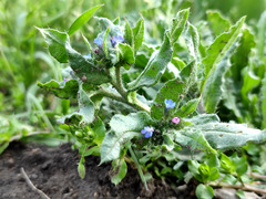 Anchusa arvensis