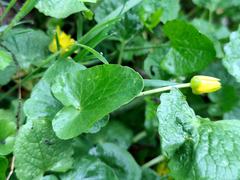 Ficaria verna calthifolia