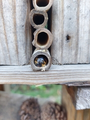 Xylocopa tabaniformis azteca