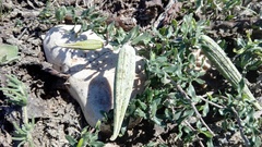 Fockea edulis