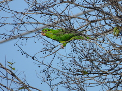 Psittacara holochlorus