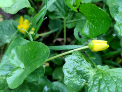 Ficaria verna calthifolia