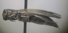 Agrilus obsoletoguttatus