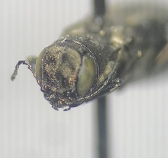 Agrilus obsoletoguttatus