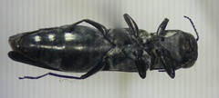 Agrilus obsoletoguttatus