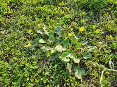 Ficaria verna calthifolia