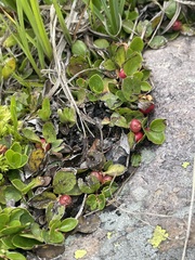 Gaultheria humifusa