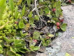 Gaultheria humifusa
