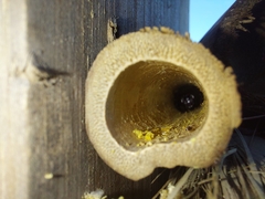 Xylocopa tabaniformis